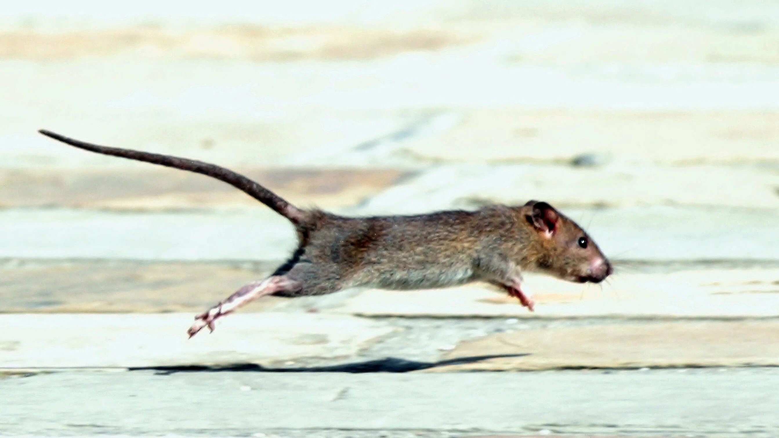 Убегающая мышь. Мышка на снегу. Живая мышь для кота. Мыши бегут в дом. Серые мышки в школе.