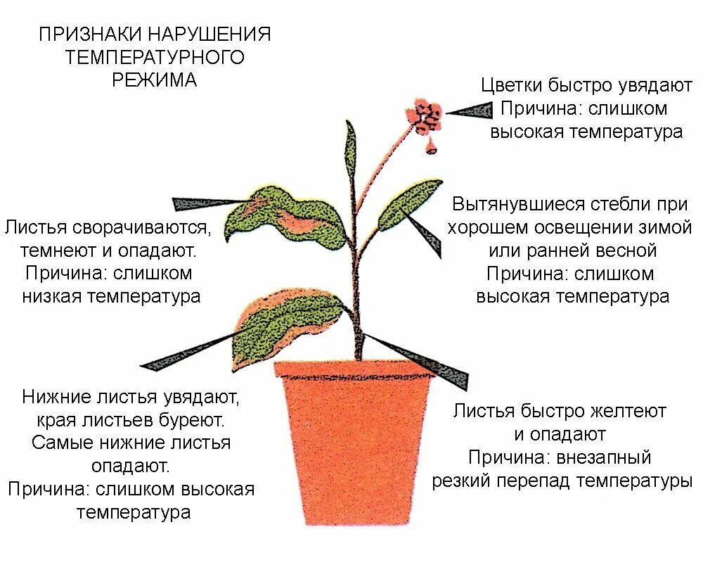 При какой температуре можно выносить комнатные цветы. Температурный режим для комнатных растений. Влияние температуры на растения. Влияние комнатных растений. Температура для комнатных цветов.
