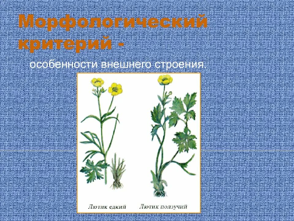 Сходство внешнего строения. Сходство внешнего строения. Морфологический китеритерий. Сходство внешнего строения. Сходство внешнего строения.