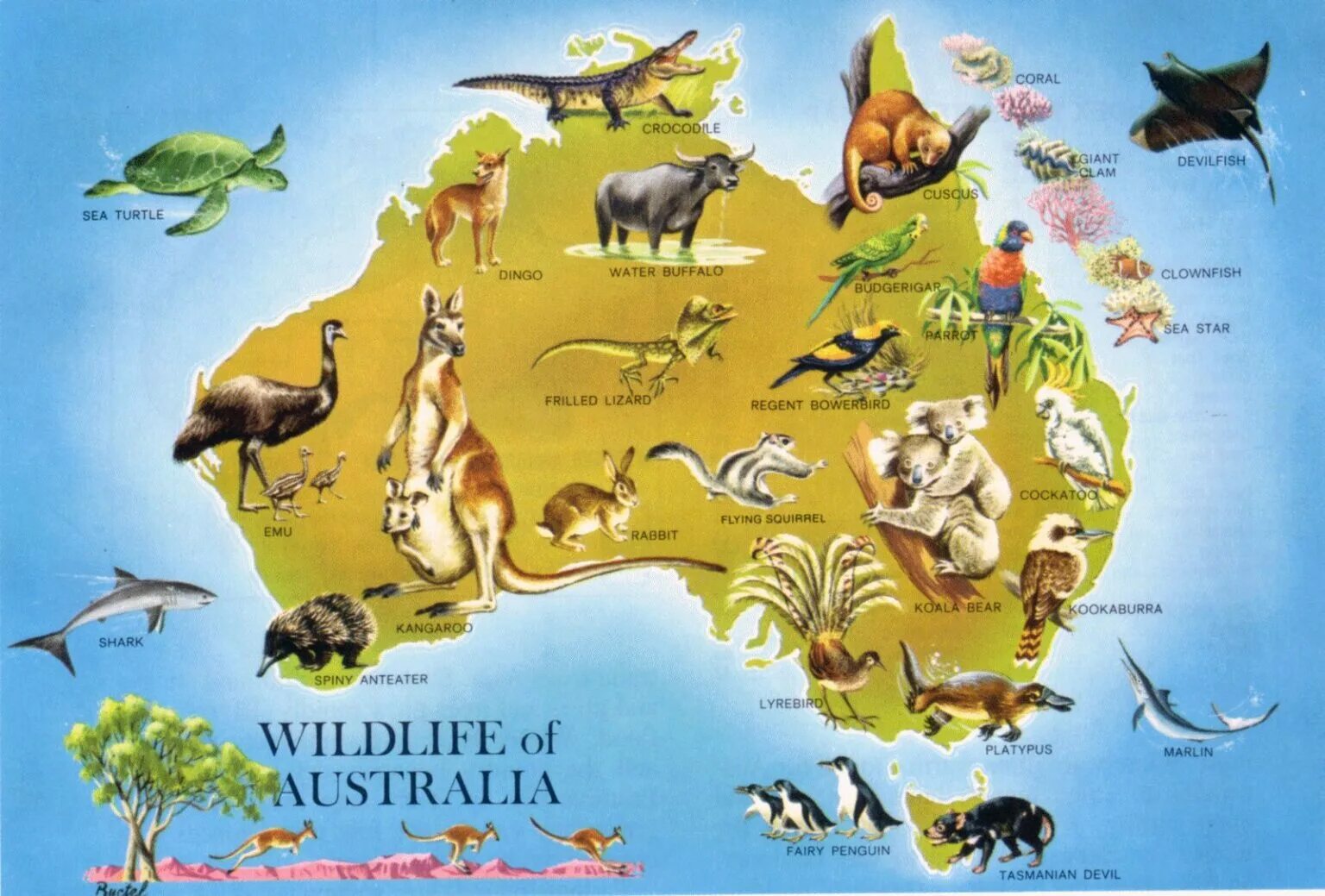 Живые организмы разных материков. Животный мир Австралии карта. Животные Австралии на карте. Материк Австралия животные. Животный мир Австрии карта.