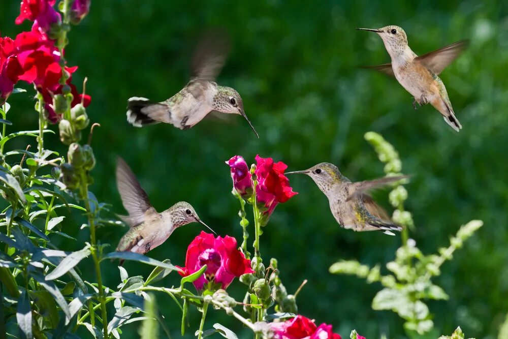 Птица гудит. Львиный зев Колибри. Hummingbirds- Mihail Monsters and animals (le Version) (''Bird'') - Hummingbirds (le) v2.