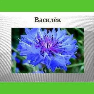 Как пишется василек