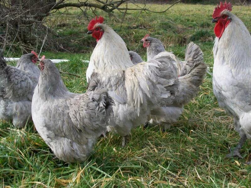 курицы екатеринбурга. виандот куропатчатый. куры молодки доминант. Straus house. чешский доминант куры купить.