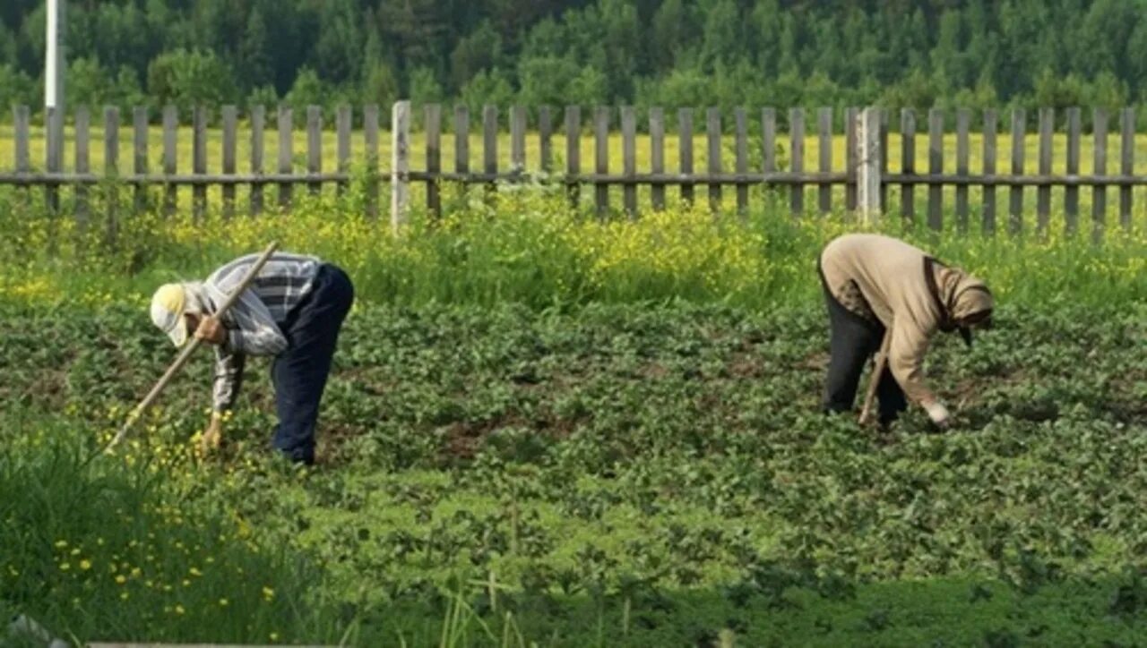 Можно ли на казанскую работать в огороде. Пенсионеры на огороде. пенсионер на грядке. люди в огороде. пенсионеры на даче.