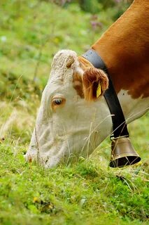 Cow bell