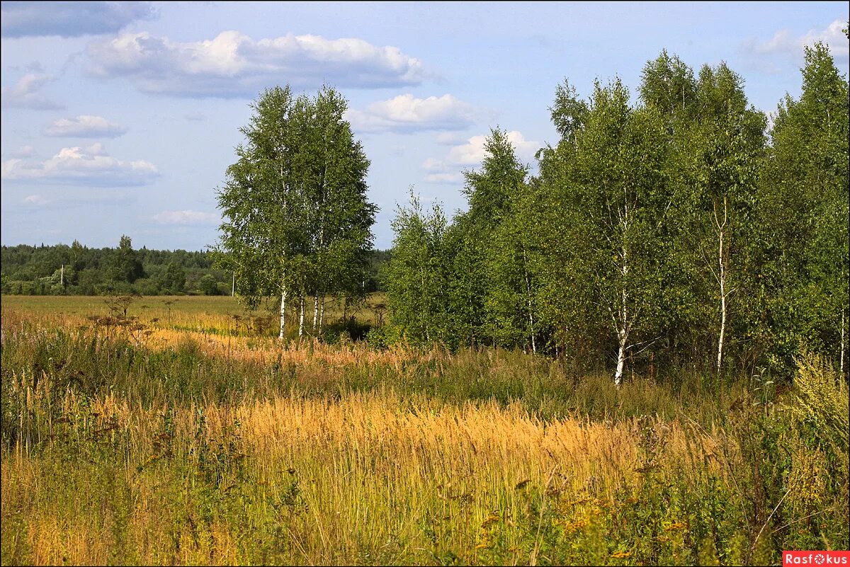 пейзаж лесная опушка серпухов. на опушке молодого леса прудок. основную мысль текста на опушке молодого леса небольшой прудок. лесная опушка томилинский лесопарк. на опушке молодого леса есть пруд диктант.