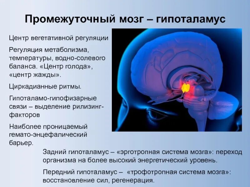 От головного мозга к рабочим органам. Вегетативные центры промежуточного мозга. Гипоталамус это отдел промежуточного мозга. Нервные центры промежуточного мозга. Функции гипоталамуса головного мозга человека.