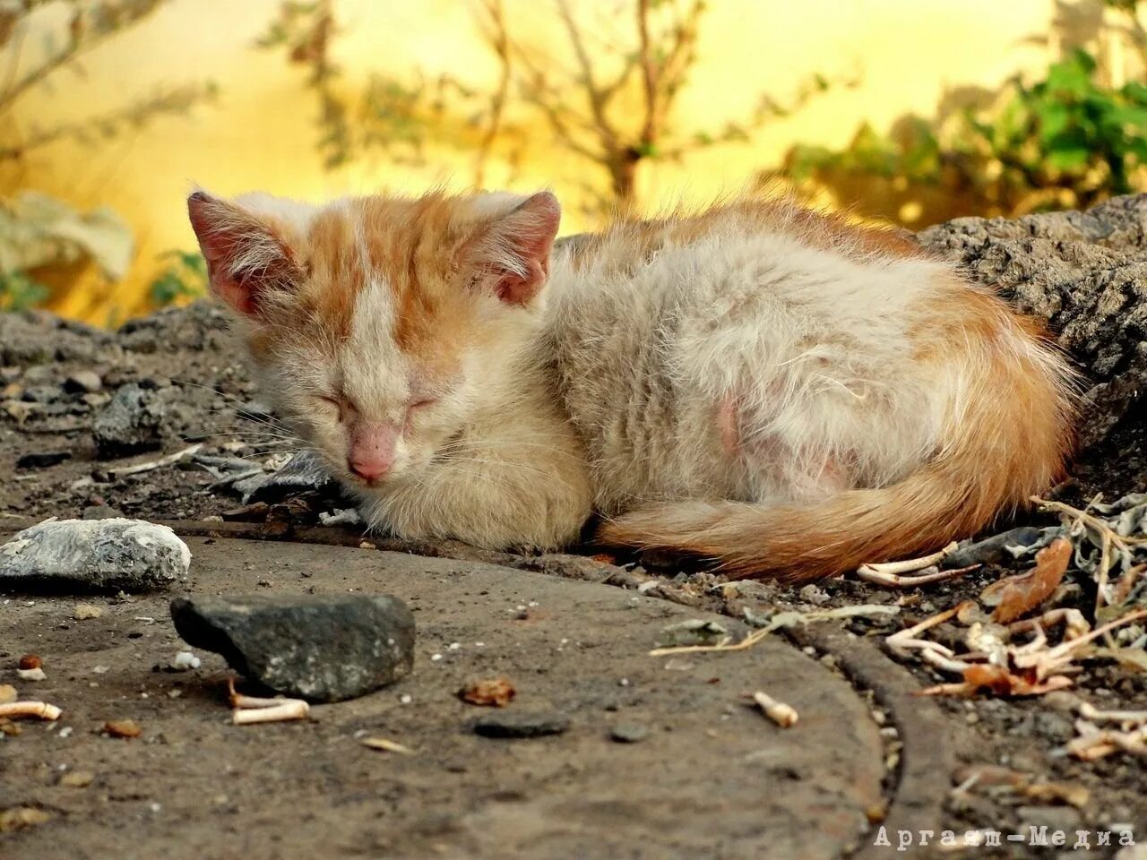 Бездомные котята. Бездомный кот. Брошенный котенок. Бедные котята. Кидать кошку