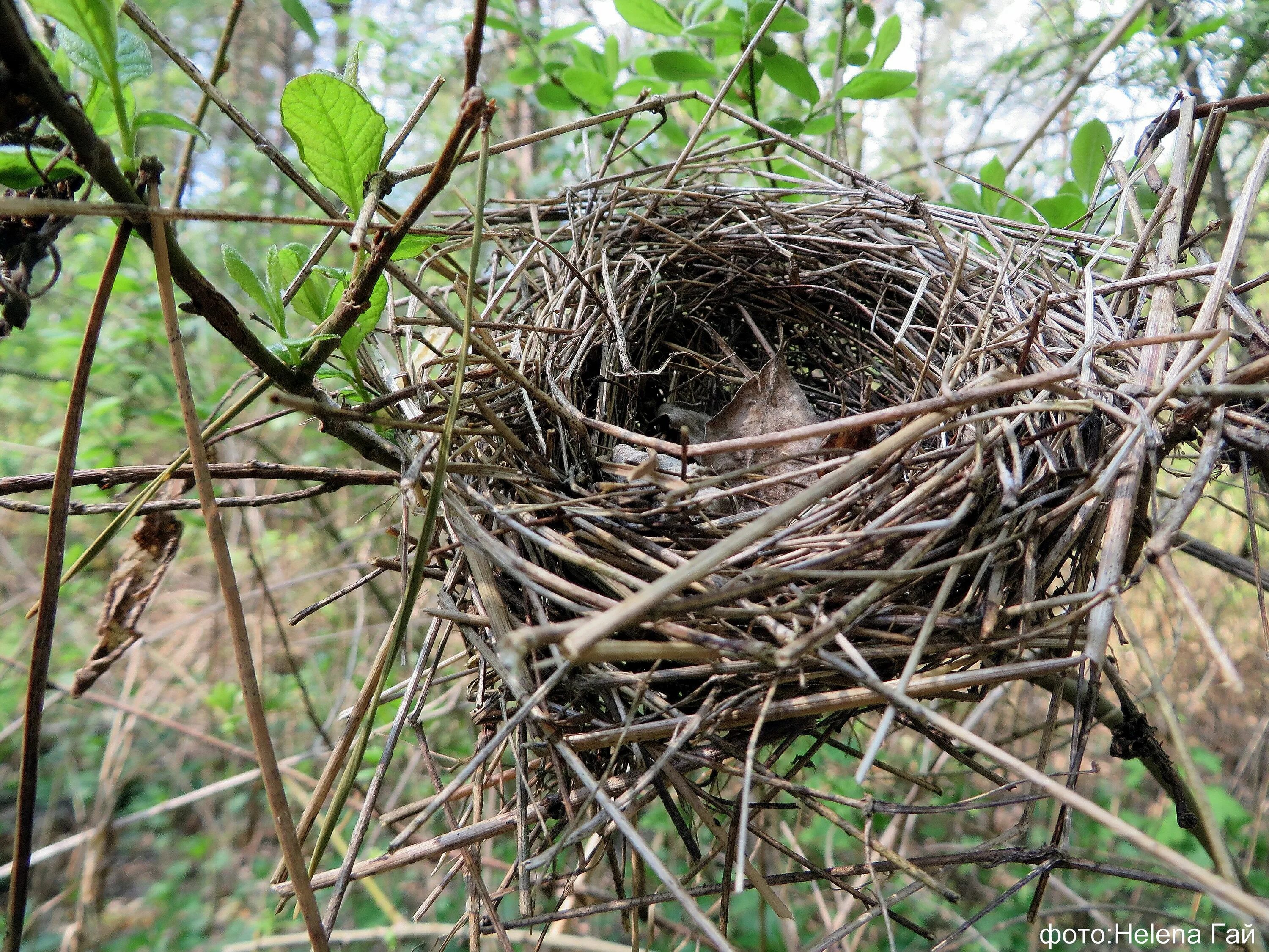 Plant nest. Гнездо в траве. Растение гнездо -Птичье. Виноградные гнезда. Брошенное гнездо.