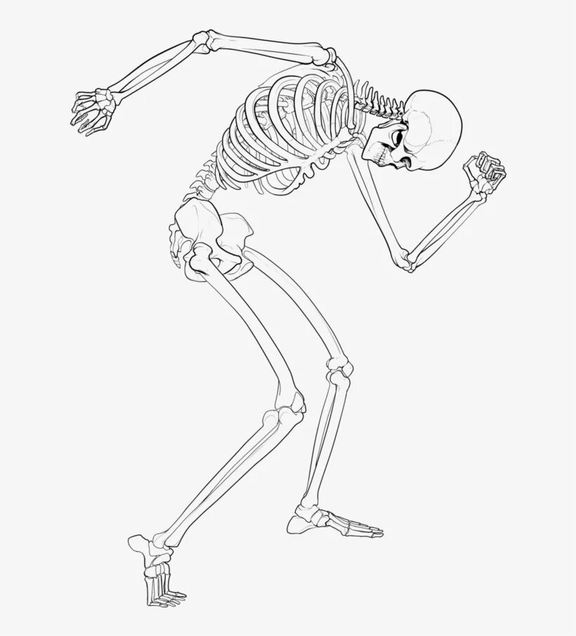 Скелет для рисования. Скелет человека рисунок. Скелет набросок. Скелет человека для рисования. Как рисовать скелет