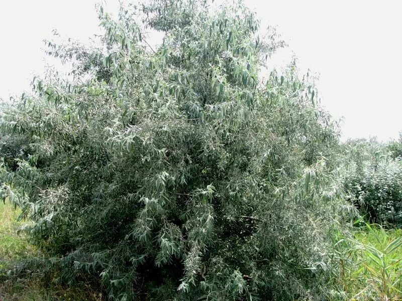 лох серебристый (джигида). лох серебристый узколистный. лох узколистный elaeagnus. лох узколистный фото. лох серебристый (elaeagnus commutata).