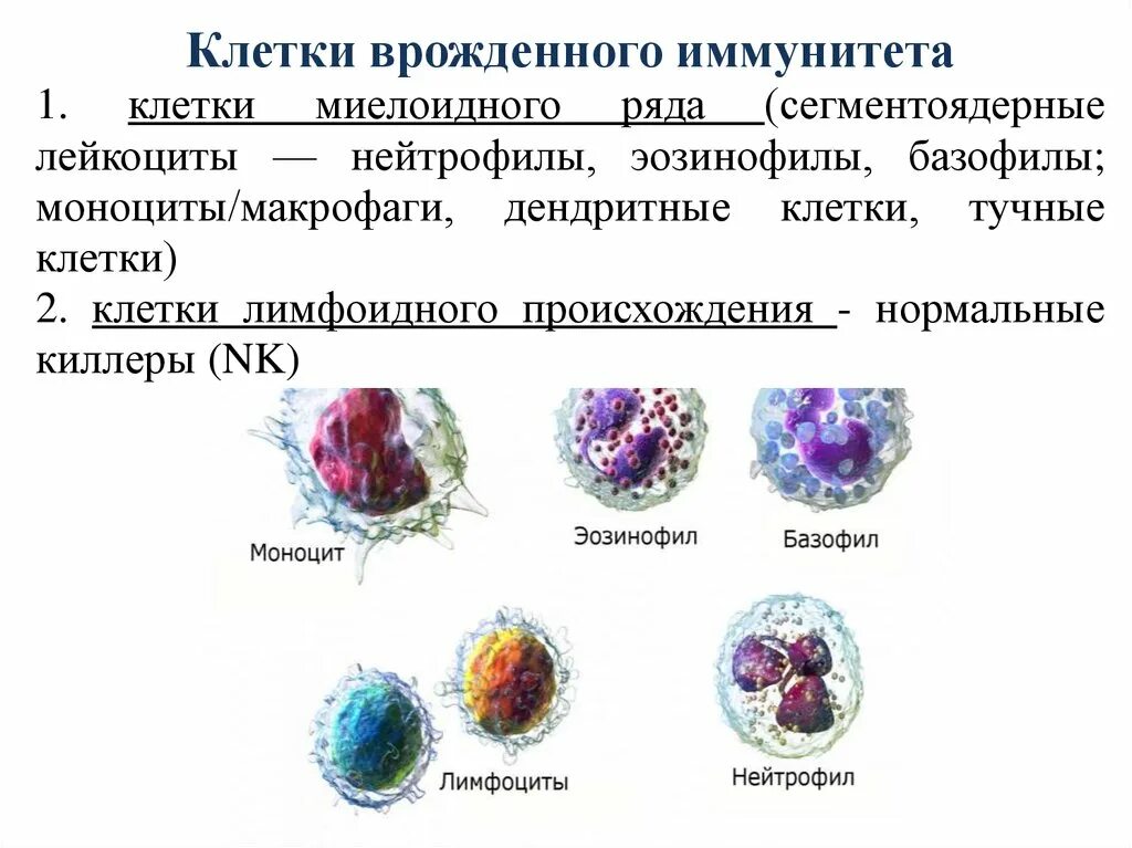 Клетки врожденного иммунитета иммунология таблица. Клетки врожденного иммунитета иммунология характеристики. Лимфоциты врожденного иммунитета. Клетки врожденного иммунитета и их функции. Эозинофилы 2 базофилы 2