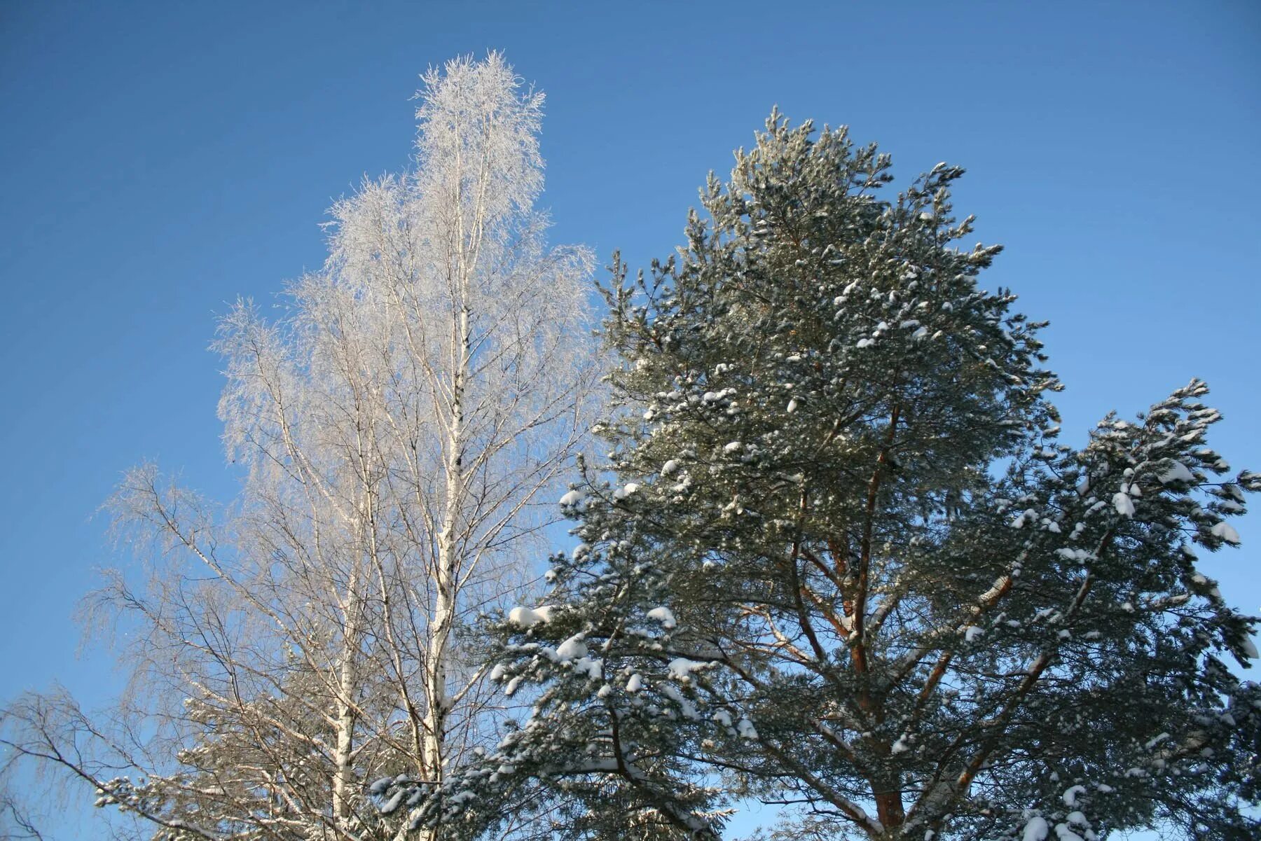 Ель хвойное дуб