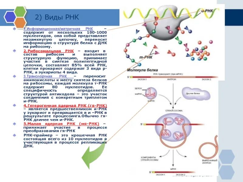 Малые ядерные РНК функции. Малая ядерная РНК строение. Малая ядерная РНК рисунок. Структура гетерогенной-ядерной РНК.
