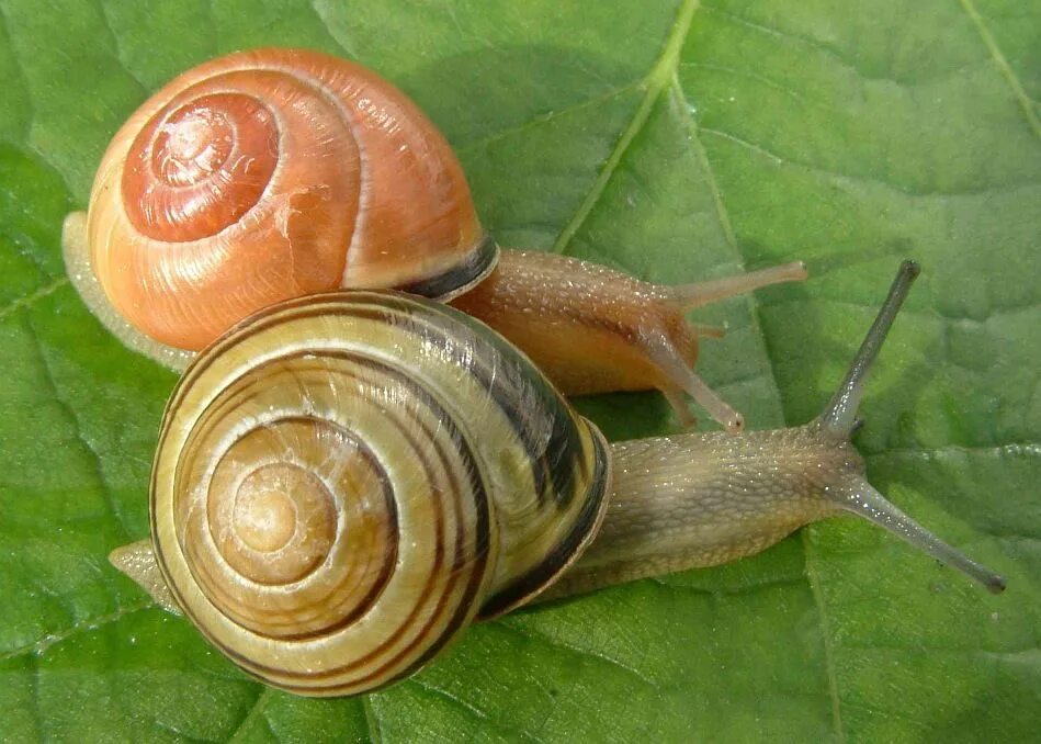 Cepaea nemoralis Лесная улитка. Земляной улитки Cepaea nemoralis. Австрийская цепея. Улитка Priotrohatella stellata. Дождевые улитки