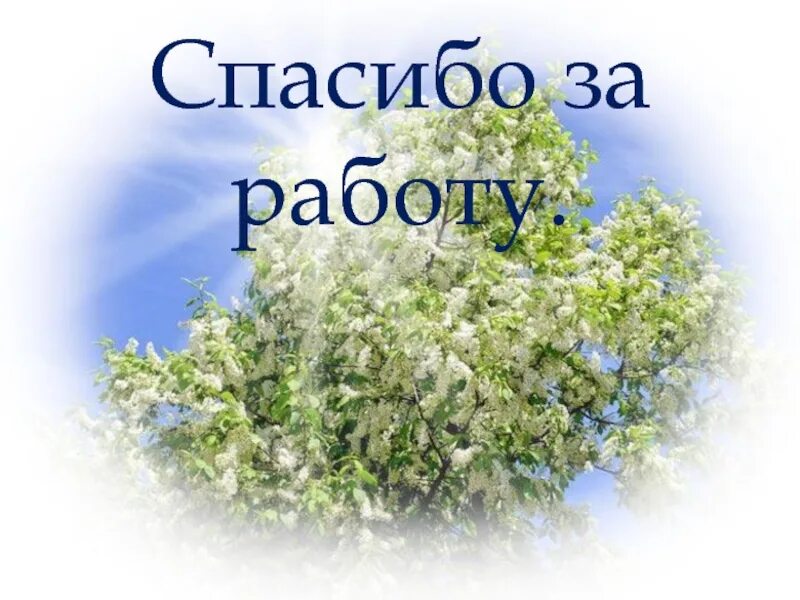 Стихотворения черемуха есенин 3 класс. Есенин с. а. "черемуха". Презентация Есенин черёмуха. Черемуха Есенин презентация 3 класс. Есенин черемуха 3 класс.