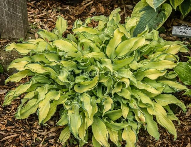 Хоста rippled honey. Хоста рипли эффект. Хоста рипли эффект. Hosta ripple effect. Хоста хоста риппл эффект.