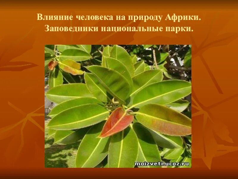 Африка влияние на природу. Влияние человека на природу заповедники и национальные парки. Проект влияние человека на природу ,заповедники и национальные парки. Заповедники Африки презентация. Как Африка влияет на людей.