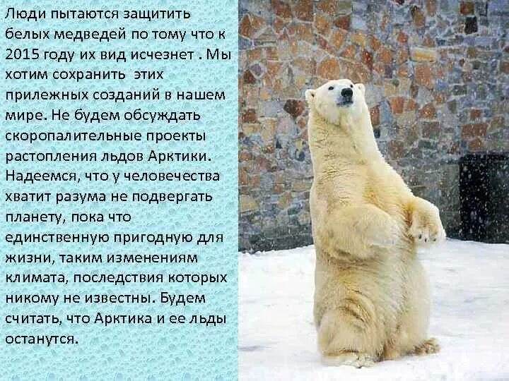 Медведь какую опасность представляет для человека. Белый медведь опасен для человека. белые медведи в опасности. высота белого медведя на задних лапах.