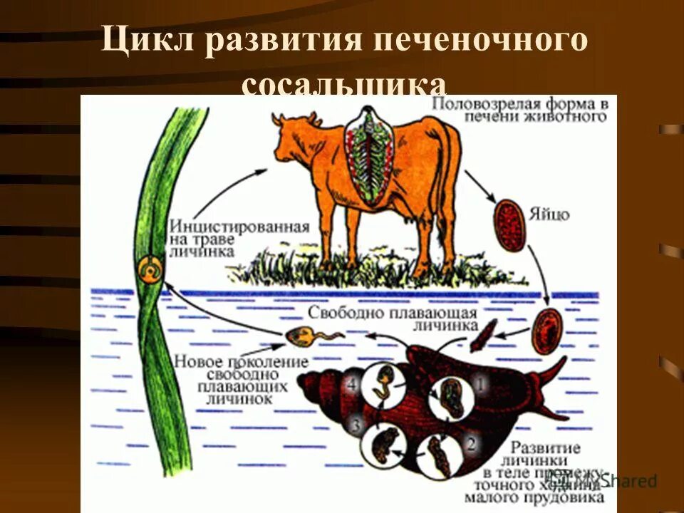 Плоские черви сосальщики цикл развития. Плоские черви цикл развития печеночного. Цикл развития плоского червя сосальщика. Цикл развития печеночного сосальщика рисунок. Цикл развития червей сосальщиков