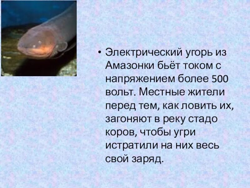 Почему кот бьется током