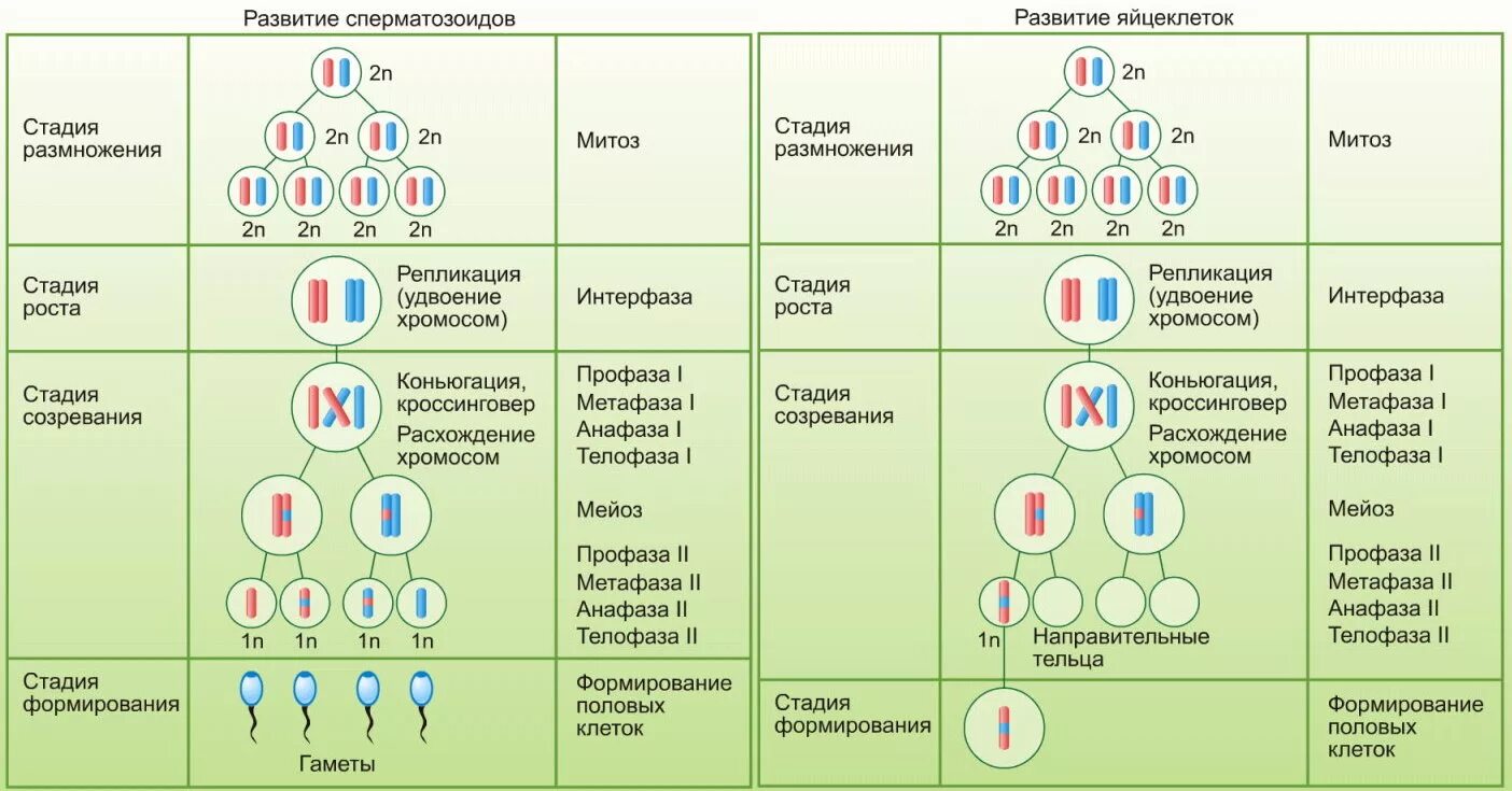 Сравнительная характеристика митоза и мейоза (Таблица)