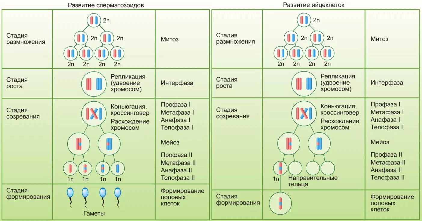 Сколько хромосом в клетках спорофита