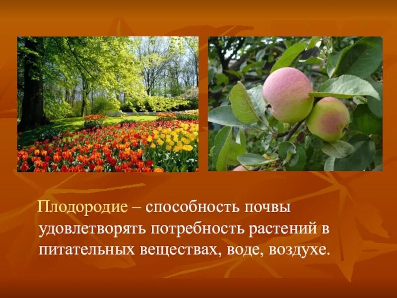 Растения обеспечивают жизнь другим потому что. Плодородие это способность почвы удовлетворять потребность растений. Смысл слова плодородие. Объясни слово плодородие. Рисунок к слову плодородие.