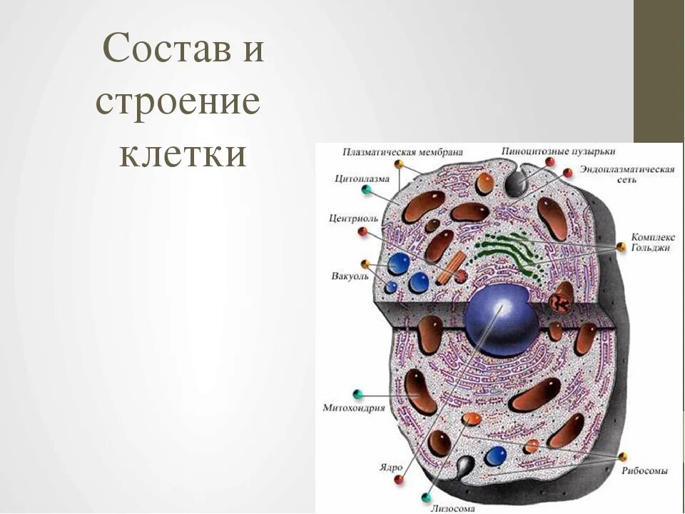 Строение клетки химический состав клетки. Клетка состав строение. Строение клетки человека. Химическая структура клетки. Клетка состоит из биология