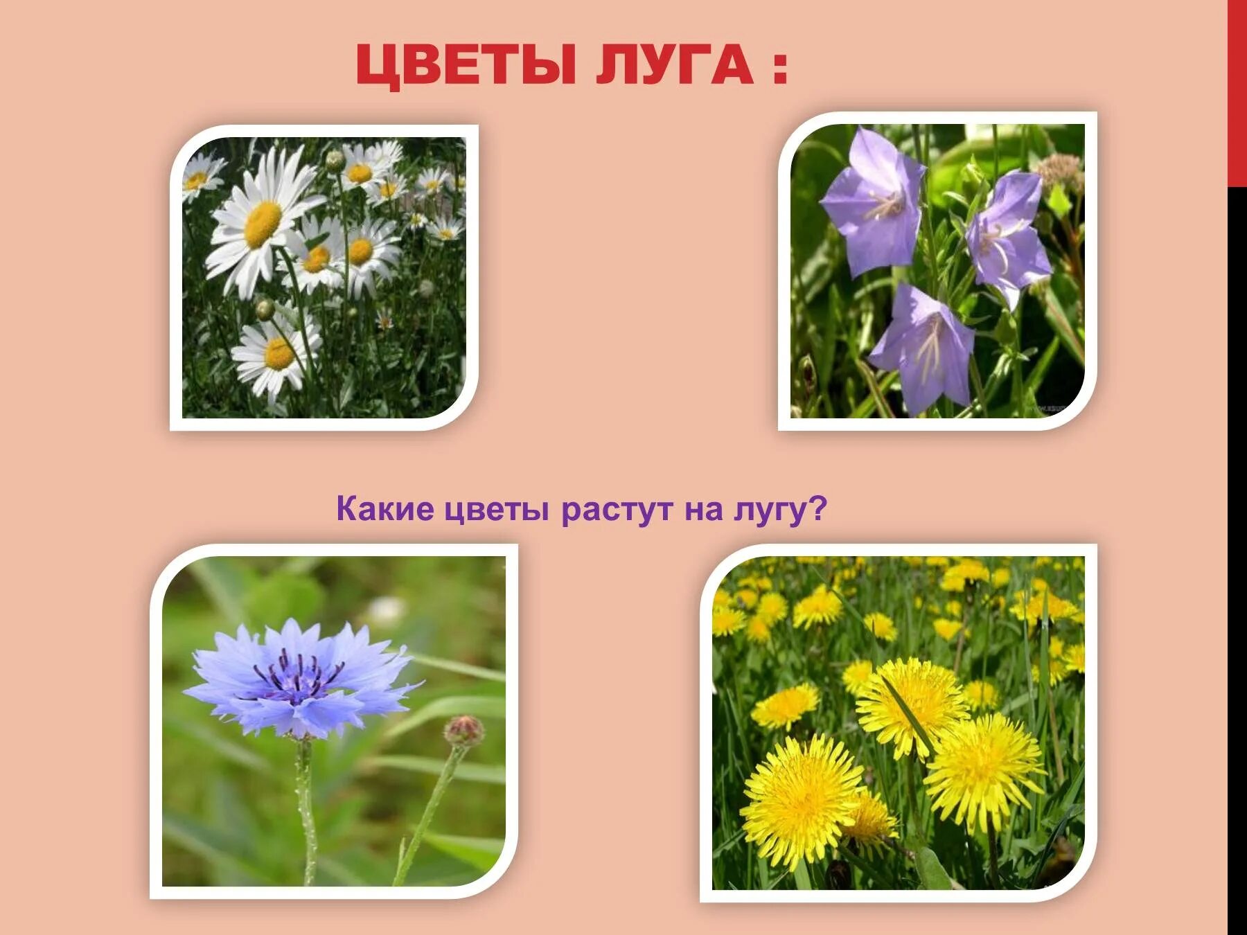 Какое растение не является луговым
