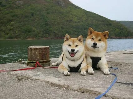 Japan pet