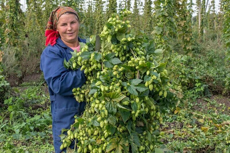 Хмель под горой совхоз. Плантации хмеля в чувашии. хмелеводство чувашии 2025. хмель в чувашии.