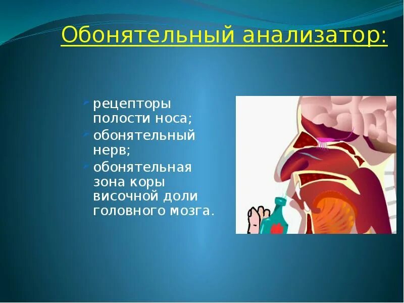 Обонятельный анализатор 8 класс биология. Обонятельный анализатор Рецептор нерв. Обонятельный анализатор носовая полость. Обонятельный анализатор строение. Анализаторы обоняния и вкуса