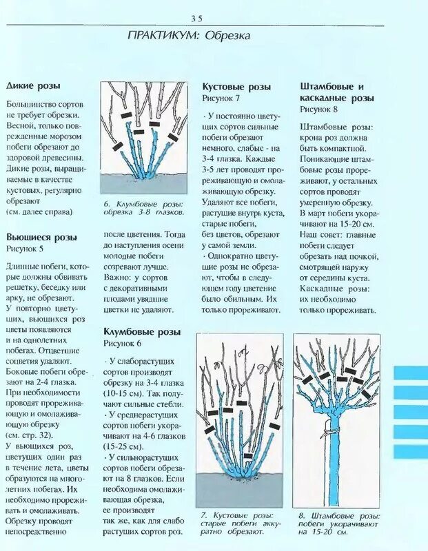 Как обрезать плетистую розу весной правильно. Правильная обрезка роз весной схема. Обрезка плетистой розы схема. Обрезка плетистой розы весной. Схема обрезки роз флорибунда весной.