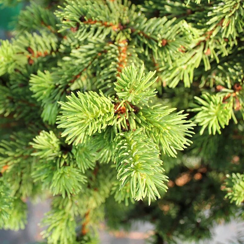 Ель страйк. Ель колючая Lucky Strike. Picea pungens Lucky Strike. Picea Abies Lombartsii. Ель обыкновенная лаки страйк.