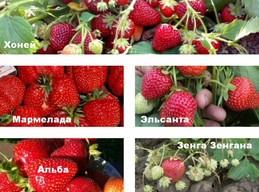 Плантация клубники. Клубника 1 га. Ягодные плантации. Урожайность земляники с 1 га. Выращиваем клубнику на участке.