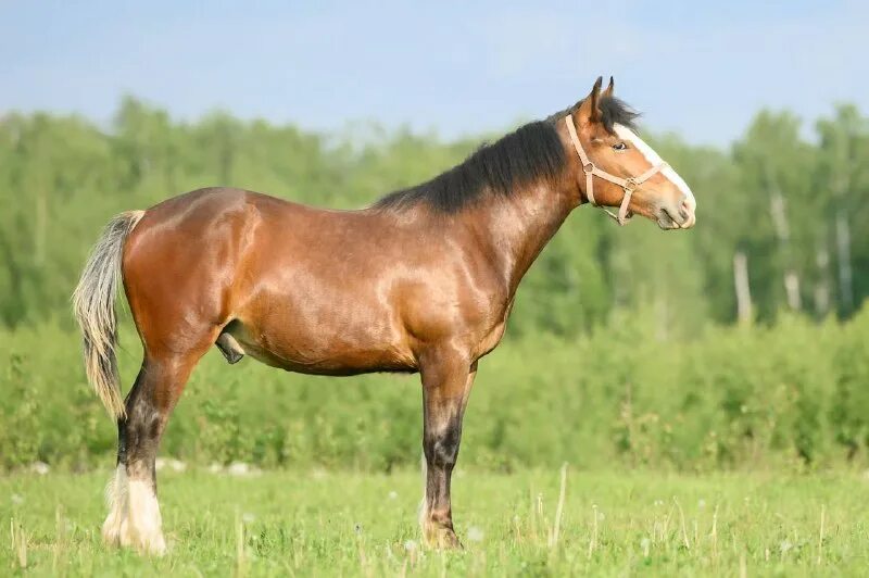 Тяжеловозная порода лошадей 8 букв. Битюг порода лошадей. Битюг порода лошадей. Советский тяжеловоз порода лошадей. Русские тяжеловозы конезавод.