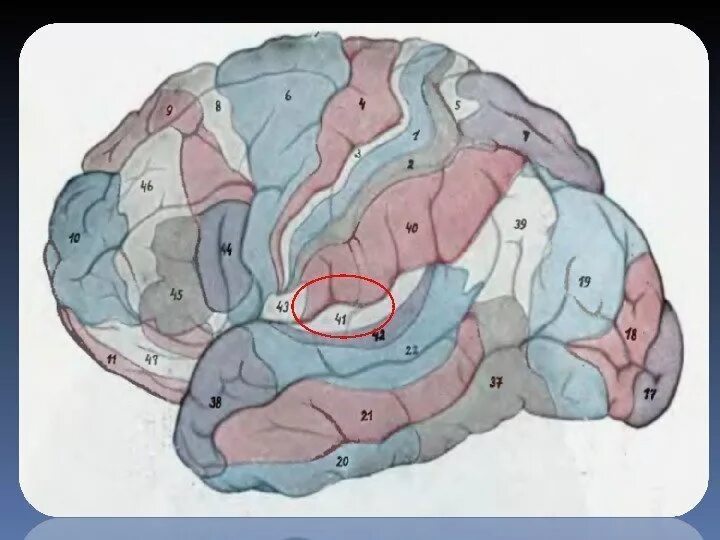 Слуховой центр коры мозга. Височная извилина Гешля. Поля слуховой коры. Тонотопическая организация слуховой коры.