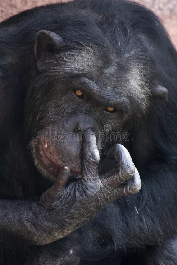 There a chimp at the circus