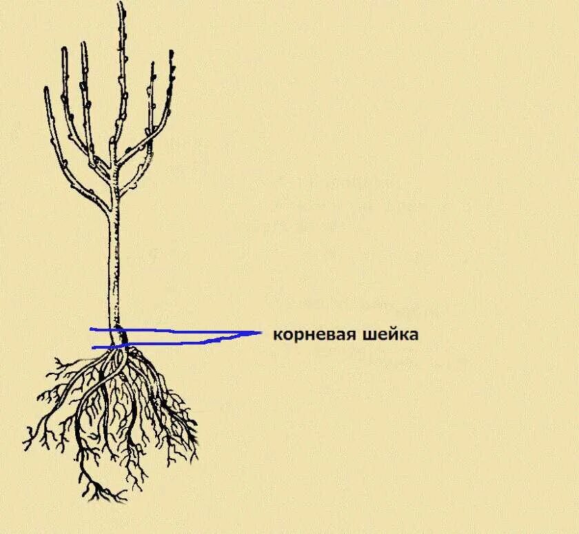 Где находится прививка. Корневая шейка саженца сосны. Корневая шейка саженца яблони. Корневая шейка саженца груши. Что такое прикорневая шейка у саженца.