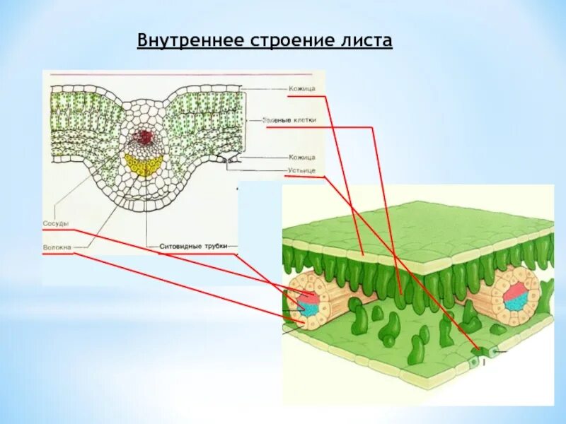 Внутреннее строение листа без подписей. Строение листа проект. хозяйство и внутреннее строение. строение лиан внутреннее. внутреннее строение озера.