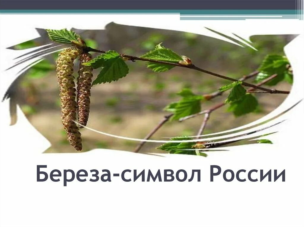 Презентация березка. Береза символ России. Береза символ. Неофициальные символы России береза. Русская берёзка символ России презентация.