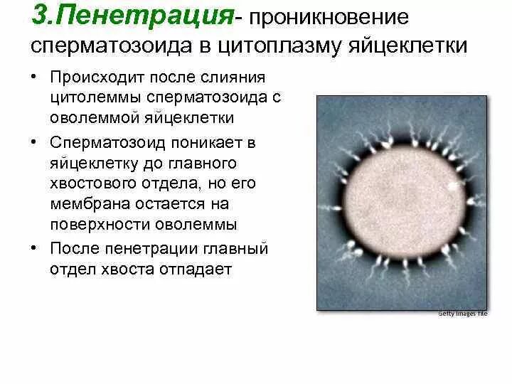 Оболочки яйцеклетки функции. Этапы проникновения сперматозоида в яйцеклетку. мембрана сперматозоида. цитоплазматическая мембрана сперматозоида. цитоплазматическая мембрана яйцеклетки.