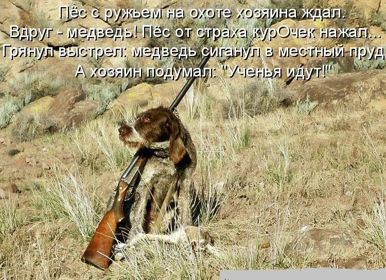 хорошей охоты. поздравления с днём охотника прикольные. поздравление с открытием сезона охоты. поздравление охотнику с днем рождения. удачи охотнику пожелание.