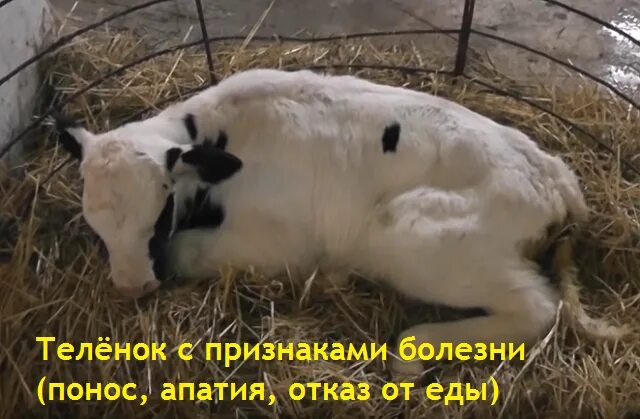Энзоотическая остеодистрофия. Дистрофия у телят. Дистрофия у телят. Рахит у молодняка крупного рогатого скота. Энзоотическая атаксия ягнят.