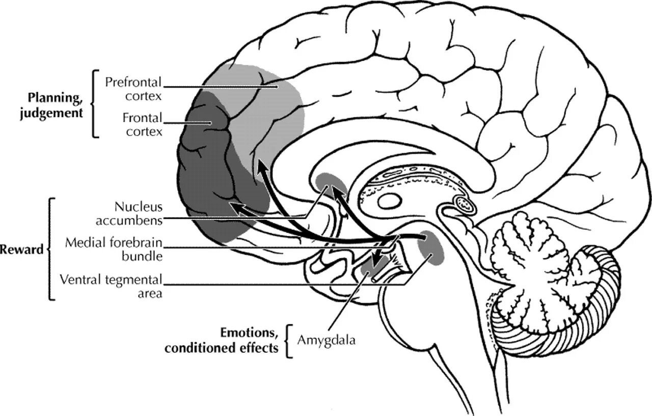 Brain area. Medial prefrontal cortex. нуклеус аккумбенс. prefrontal area. brain vta, amygdala, nucleus accumbens, hippocampus, prefrontal cortex.