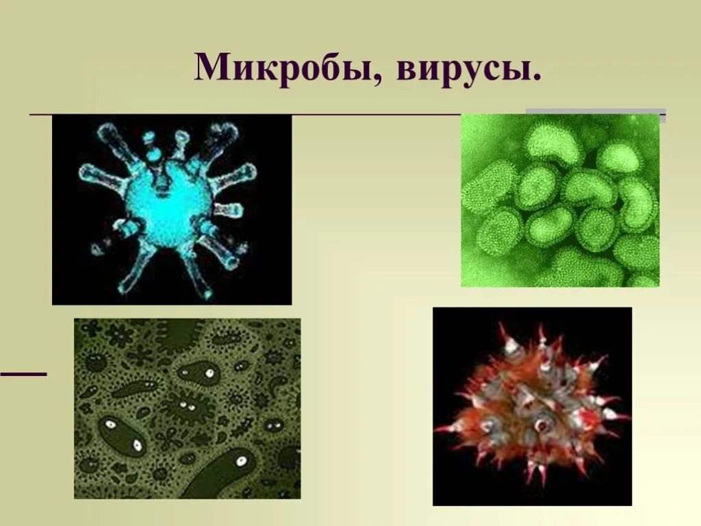 Микробы вирусы бактерии