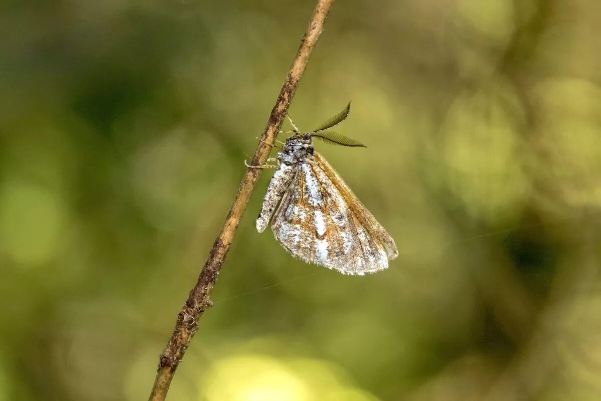 пяденица хохлатая. березовая зеленая пяденица. шишковая пяденица. сосновая пяденица гусеница. пяденица кольчатая кленовая.