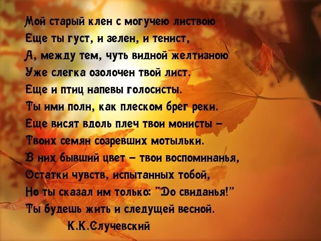 Кленовый лист текст. Старый клен стихи. стих про клен. стих про кленовый лист. старый клен текст.