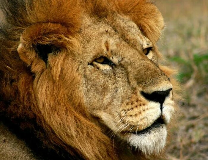 Images Lions Snout Animals Male lion, Animals, Lion